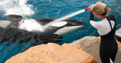 polodiavolo:interplanetaryconnections:  freddiecowann: ‘A Californian congressmen has just introduced a law to make it illegal to keep orcas in captivity. This could change everything — but SeaWorld is already mounting a vicious campaign to defeat