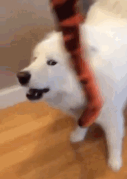 skookumthesamoyed:  How are you going to get Snakey the Snake off your head? I don’t think barking is going to do it… 