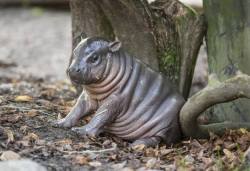 rhamphotheca:  Baby Pygmy Hippo Debuts at Swedish Zoo Meet Olivia, the rare and endangered baby pygmy hippo (Choeropsis liberiensis) who’s been nicknamed “Michelin Man” because of her adorable rolls of baby fat. Born last month at Parken Zoo in
