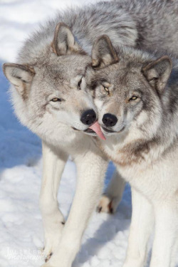 wolveswolves:   By Julie Lebel  