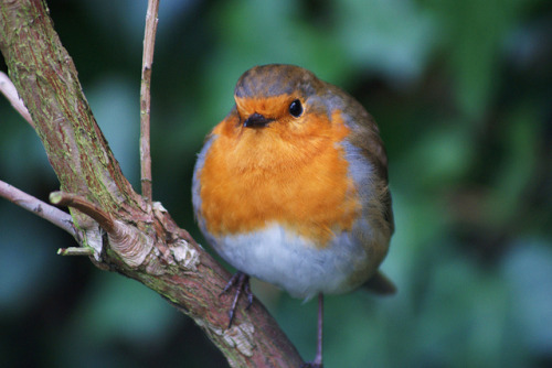 Sex fat-birds:  Robin by Edek Giejgo on Flickr. pictures