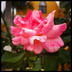 lifeofawriterphotographer: Pink rose in front of church in Barranco, Peru.   “I want to see thirstIn the syllables,Tough fireIn the sound;Feel through the darkFor the scream.” ― Pablo Neruda   