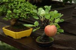 aprillikesthings:  kearunning:  coolthingoftheday:    Bonsai apple tree growing a full-sized apple.   A perfect balance of extremely impressive and completely ridiculous.   Apple trees are DETERMINED. My parents planted a twig of an apple tree, and that