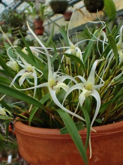 orchid-a-day:  Dendrobium tentaculatumSyn.: Diplocaulobium tentaculatumMay 26, 2017 