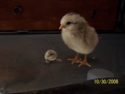 castielcampbell:  thegoodnaysayer:  roachpatrol:  grinderman2:  Button quail chick (on left) and chicken chick  what the fuck no   OH MY GOD I CAN’T HANDLE THIS.  for a second i thought a chick birthed a tinier chick. and i was like NO, that’s just