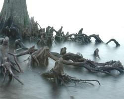 shyscience:  unexplained-events:  Anthropomorphic Tree Anthropomorphism which is the recognition of human-like characteristics or form in animals, plants or non-living things. This tree, which can be found in the Outer Banks of North Carolina, has roots