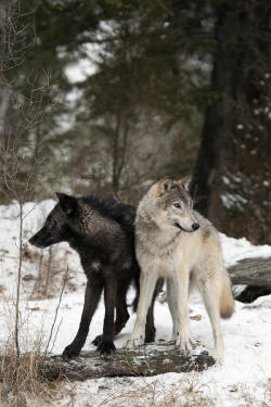 nature-planet:  A Pair Of Arctic Wolves