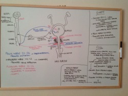 marshagreen:  Physiology of Micturition AKA: my whiteboard is a godsend, how did I get by without it? 
