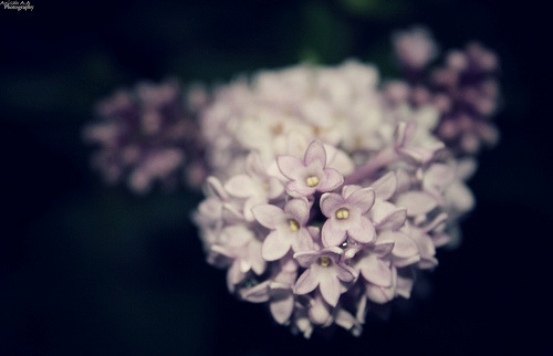 missanisah:  Lilacs…#1 on Flickr. - Photos by me