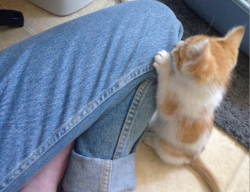 matissegrl:  she likes to chew on my pants ^ ɪ ^