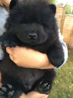 prettycunt:  thecutestofthecute:  renjin-chan:  awwww-cute:  It looks so soft  is this a puppy or a bear  the world may never know  It’s a chow chow