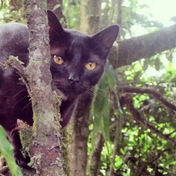 Preparado para cazar #blackcat #bestanimal #cat