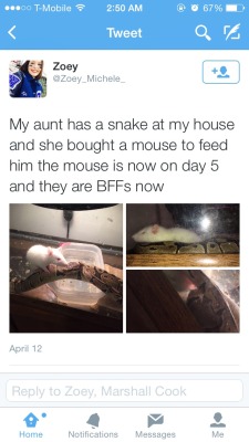 jayreptar:  ballpythoncrazy:  So I found this on Twitter…  *deep exhausted breath*They are not BFFs, the snake is probably fasting or has another issue (in the tags it says the snake hasn’t eaten in months) and it’s not uncommon for a ball python