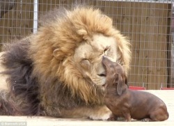  A lion and a miniature sausage dog have formed an unlikely friendship after the little dog took the king of the jungle under his wing as a cub. Bonedigger, a five-year old male lion, and Milo, a seven-year old Dachshund, are so close that Milo helps