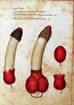   Ulisse Aldrovandi (1522 –1605)  Phallus Impudicus (Satyr’s mushroom)  
