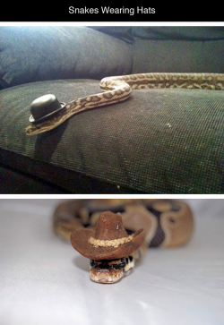 tastefullyoffensive:  Snakes Wearing Hats [via]Previously: Cats Wearing Animal Hats  Absolutely the last thing I thought I&rsquo;d see on my dash today.