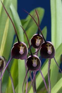 Surreal simians (the rare and beautiful Dracula Benedictii, or Monkey Face, orchid)