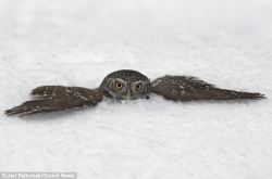 magicalnaturetour:  Adorable Pygmy owl dives into deep snow as it hunts its prey in heart-warming pictures ~ Photos by Jari Peltomaki and David Tipling via Mail Online
