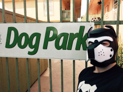pupmishka:  averydirtydog:   Briefly visited my local Dog Park but made sure not to go in, as everyone knows that dogs are not allowed in the Dog Park. Atleast I didn’t see any hooded figures besides myself while I was there! (They/them/their pronouns.