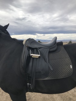 staccatodressage:  Man I love this saddle 