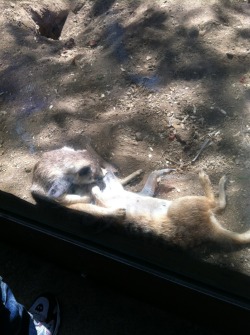 Currently at the San Diego Safari Park! These two meerkats were lounging and grooming each other!