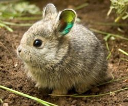 thesylverlining:  winterwombat:  the-enchanted-mermaid:  Meet the World’s Smallest Rabbit. Columbia Basin Pygmy Rabbits are the world’s smallest and among the rarest.   Miniature bunnies with iridescent ears. Happiness, embodied as a tiny ball of