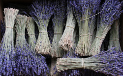 myfoxesandroses:  Lavender bundles in a market in L’Isle sur la Sorgue, France by David Biesack