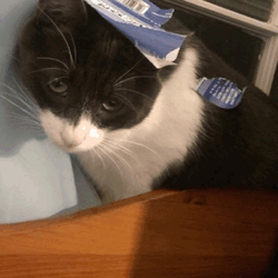 My cat is embarrassed. He rolled around in a sticker label and needed help to be freed.
