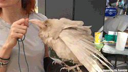 becausebirds:  I met this twerking, albino Raven named Pearl today. It is only one of four known albino Ravens in the whole world. Pearl lives in this woman’s house. The handler has a permit, and the bird is property of the government (like hawks and