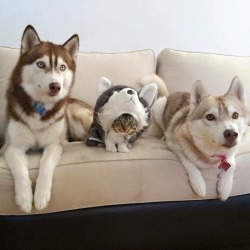 thcolleen:  Infiltrated the pack