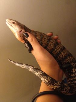 cenobiteme:  Dren  Looking at all these skink pictures makes me miss mine &lt;/3 I&rsquo;ll get another one some day and treat it like my first born.