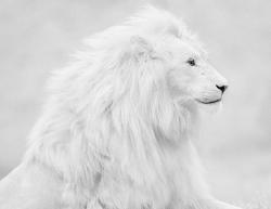 deanneisapeach:  Beautiful Albino Lion By