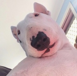 jazzhell:  jazzhell: i’m in love with these terrible dogs They’re just so well shaped………. 