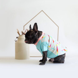 littlealienproducts: Handmade Dapper Dog Clothing by OhPopDog   Bright, practical and made with love these dapper dog outfits are bound to make any pooch feel special. OhPopDog specialises in creating pet clothing and accessories that are designed with