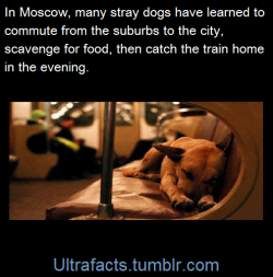 ultrafacts:  Many of Moscow’s stray dogs actually live in the suburbs and take the subway downtown daily to forage for food. While on the train they do normal commuting stuff like napping and listening for their stop to be announced. They find seats