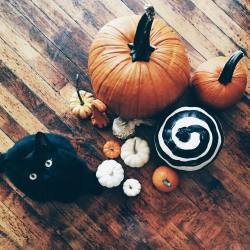 theewhitewitch:  We need more pumpkins. 