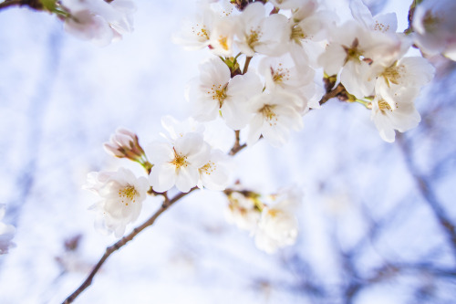 Cherry blossoms (sakura) Photo by Yuko Azuma porn pictures