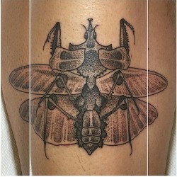 fuckyeahtattoos:  Idolomantis diabolica tattoo. Also known as the Giant Devil’s Flower Mantis. I took a class in entomology in college and I’ve been hooked ever since. I’ve been starting my collection of insects and these guys are my favorite.