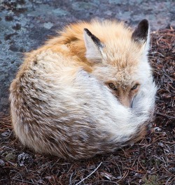 beautiful-wildlife:  Curled Fox by Max Waugh 