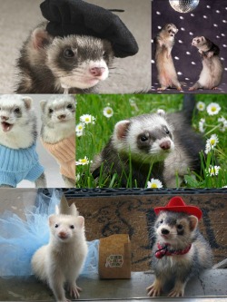 the-unpopular-opinions:  ferrets are adorable. does anyone appreciate them?? who cares if they smell. LOOK AT THEM. 