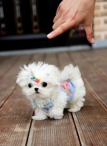 lolcuteanimals:  Adorable teacup Maltese puppy.  Awww
