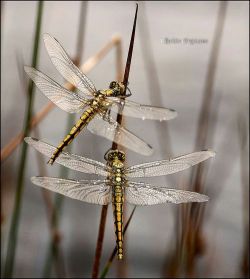 Dragonfly2008