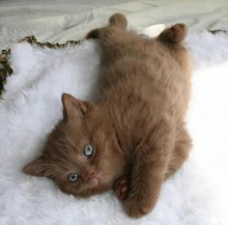 the-last-of-a-dying-breed:  I have never seen a cat this color oh my god it’s perfect 