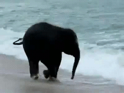 baby elephant sees the sea for the first
