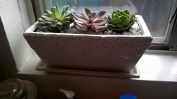 My new succulents that I bought for my birthday :) The big barrel full to bursting was marked down from ว to ŭ so I got an amazing deal. (X)