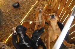 YOU SAID DOGGIESHERE ARE DOGGIESI follow some Hungarian shelters on facebook and this one time they were looking for owners to adopt these puppies and just look at them omgThis is my happy place :’DWHEN YOU DELIVER YOU DELIVER LOOK AT THOSE DOGS