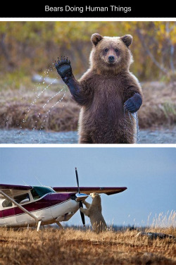 tastefullyoffensive:  Bears Doing Human Things