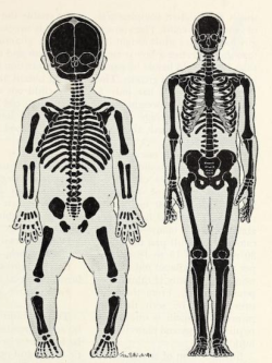 glumshoe:  nemfrog: A baby and an adult compared as if they were the same size.  Using Modern Science. 1951.   Thanks! I hate it. 