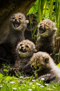 thefrogman:  Little cheetahs by Martin Frehe [website | flickr] [h/t: 10bullets]
