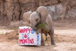 shopivoryella: A baby elephant at the zoo got a box of hay for her 6 month birthday and she got so happy that she fell over. ☺️☺️☺️ 